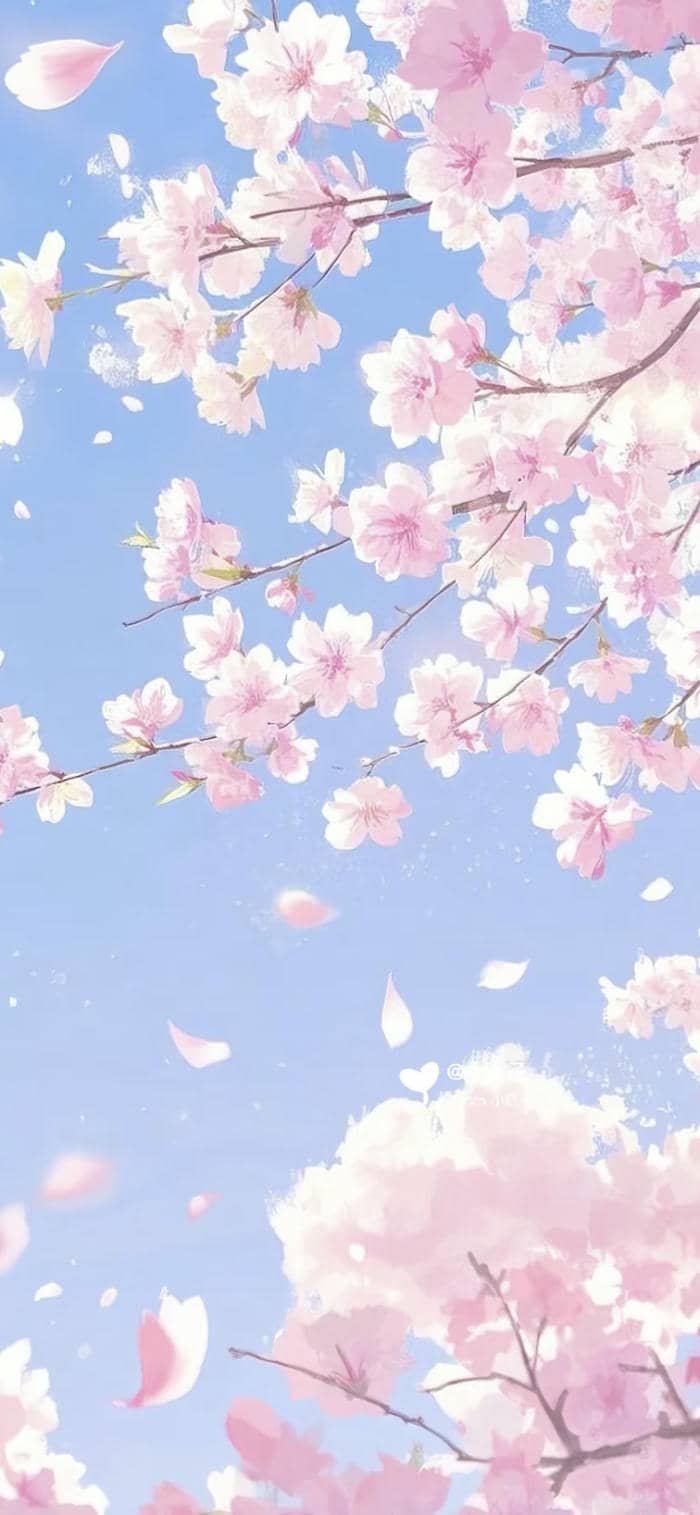 hình nền anime hoa anh đào full hd