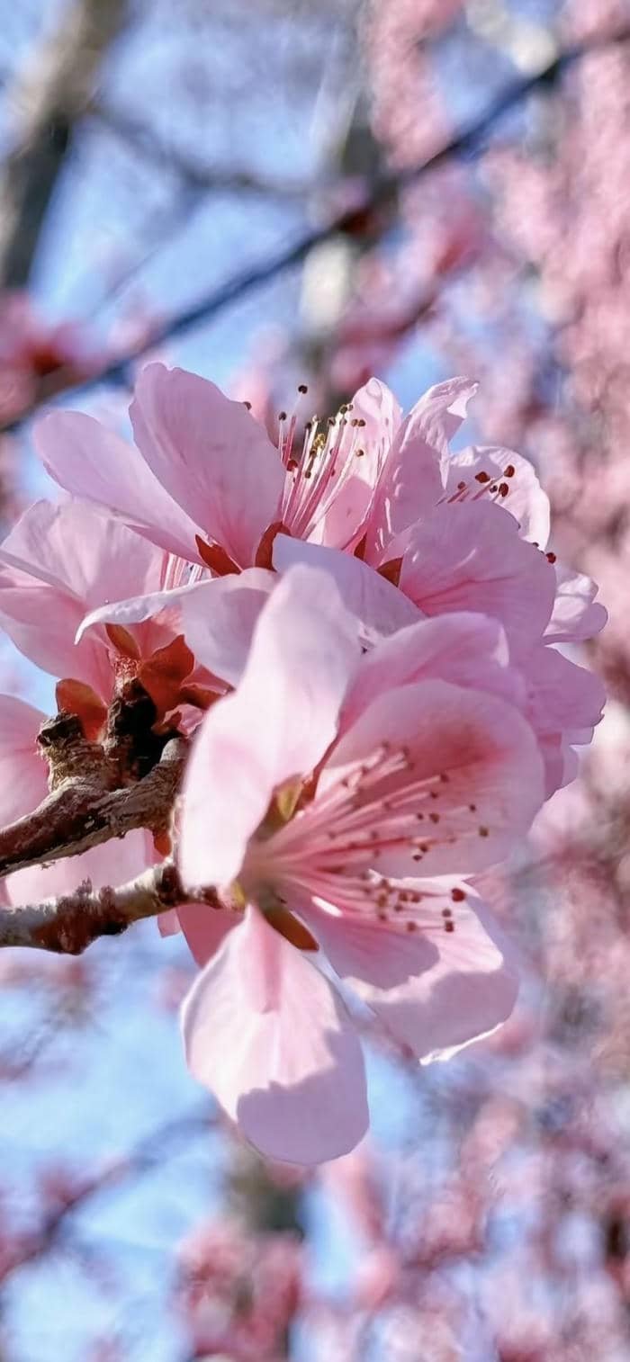hình nền hoa đào ánh nắng