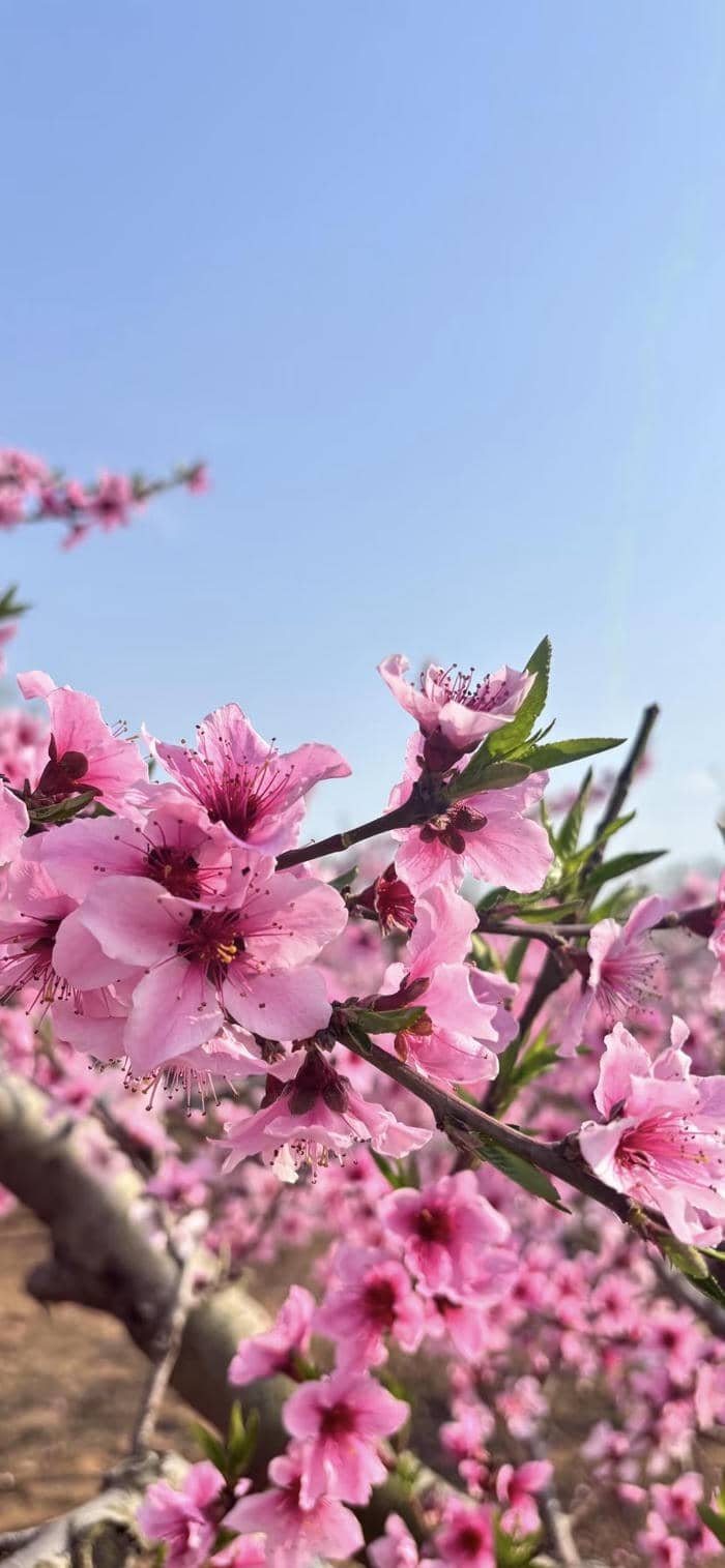 hình nền hoa đào dịp tết