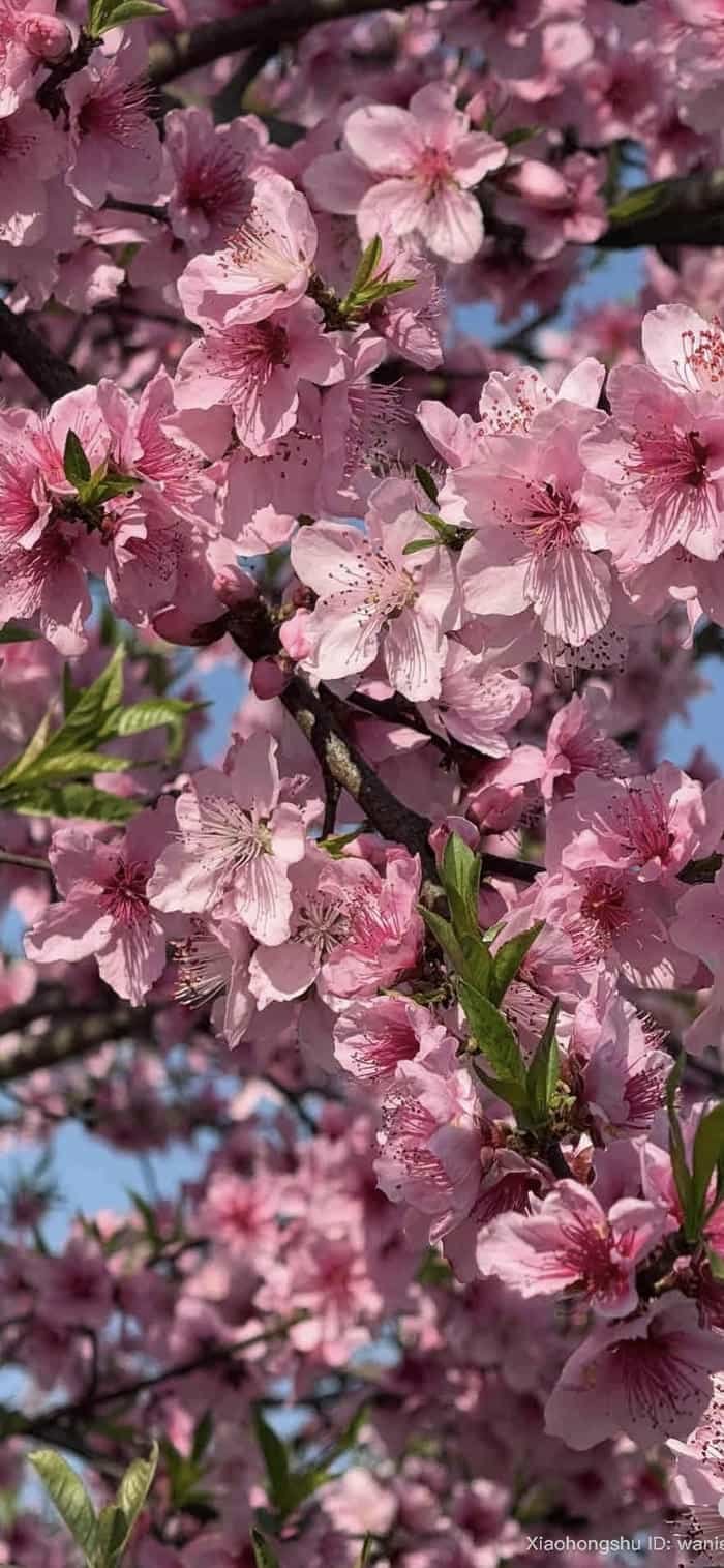 hình nền hoa đào mộng mơ