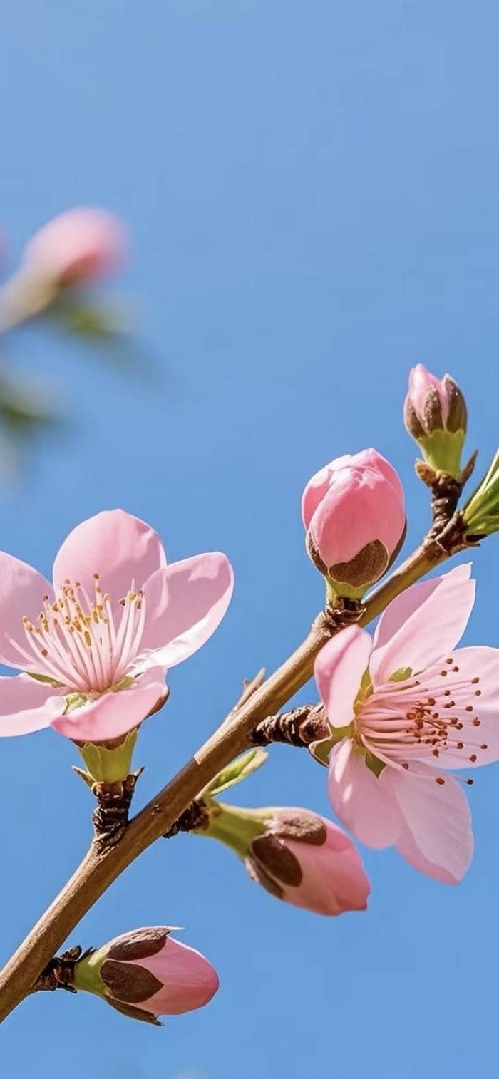 hình nền hoa đào rực rỡ