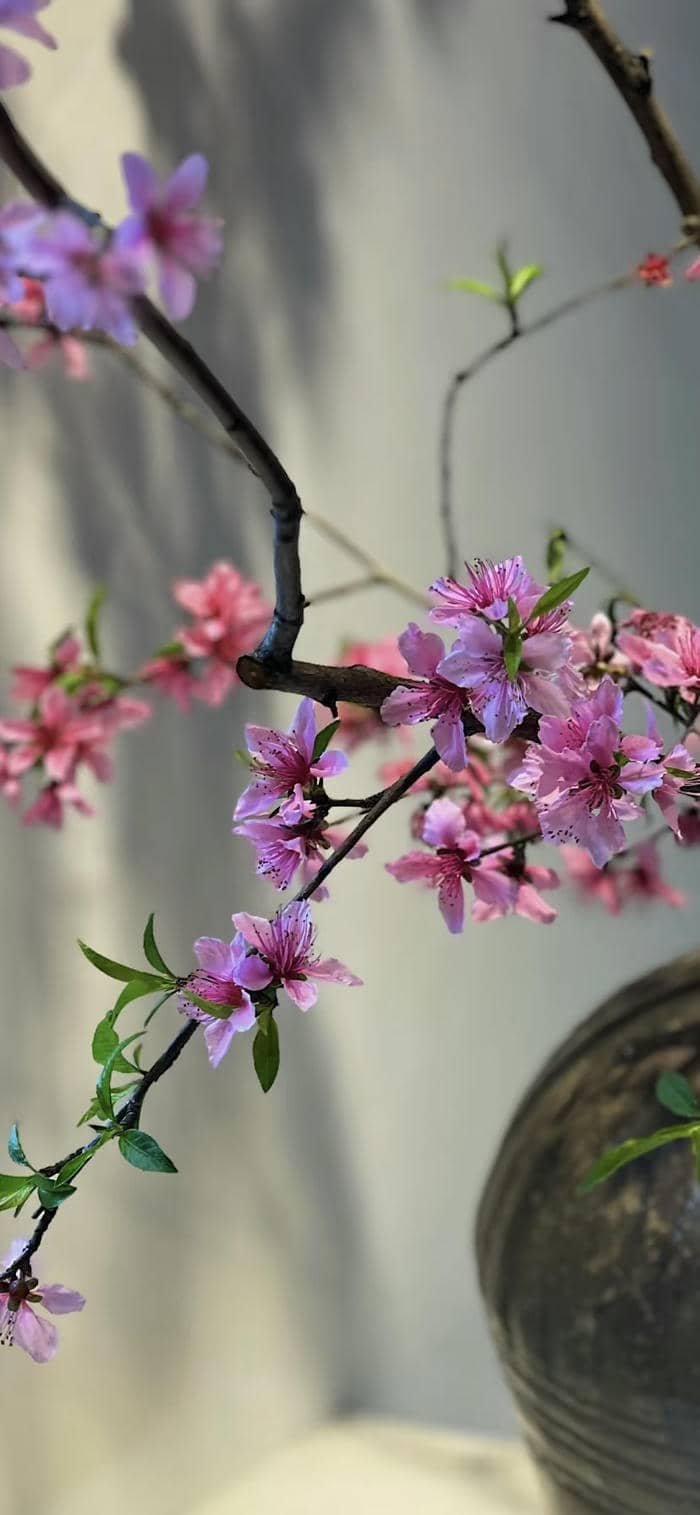 hình nền hoa đào siêu nét