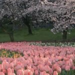 hình nền vườn hoa nhẹ nhàng đẹp