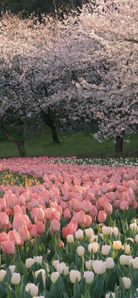 hình nền vườn hoa nhẹ nhàng đẹp