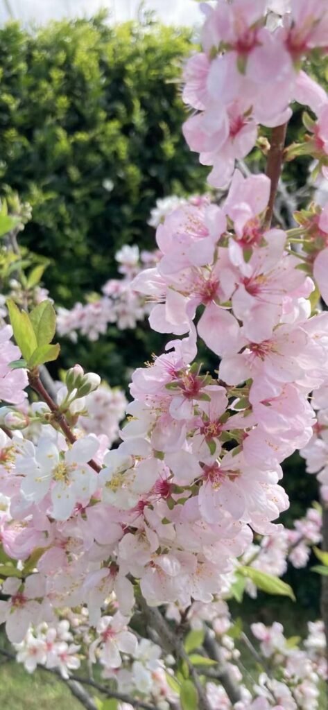 nền hoa đào đẹp trên cây