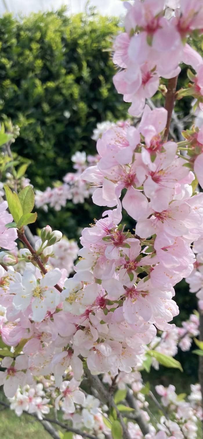 nền hoa đào đẹp trên cây