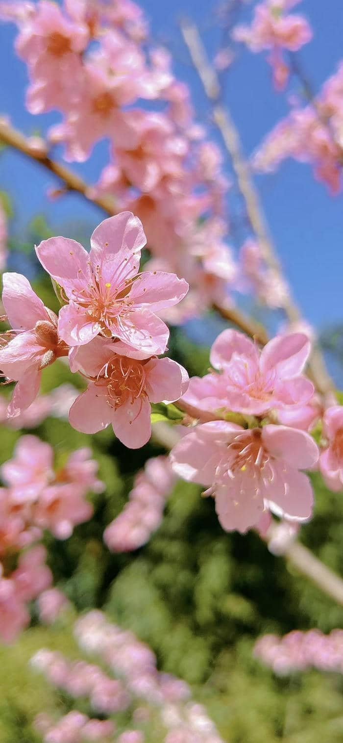 nền hoa đào nhẹ nhàng mong manh