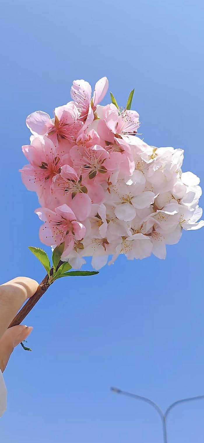 những hoa đào nền nghệ thuật đẹp