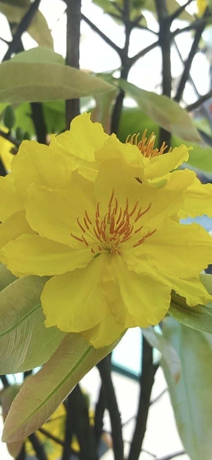 ảnh nền cận cảnh hoa mai vàng