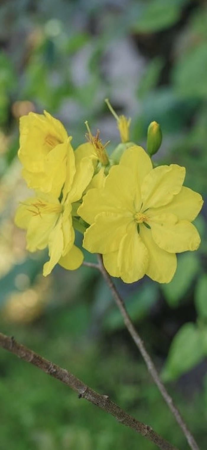 ảnh nền điện thoại hoa mai vàng mùa tết