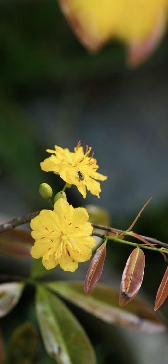 ảnh nền điện thoại hoa mai vàng nhỏ xinh