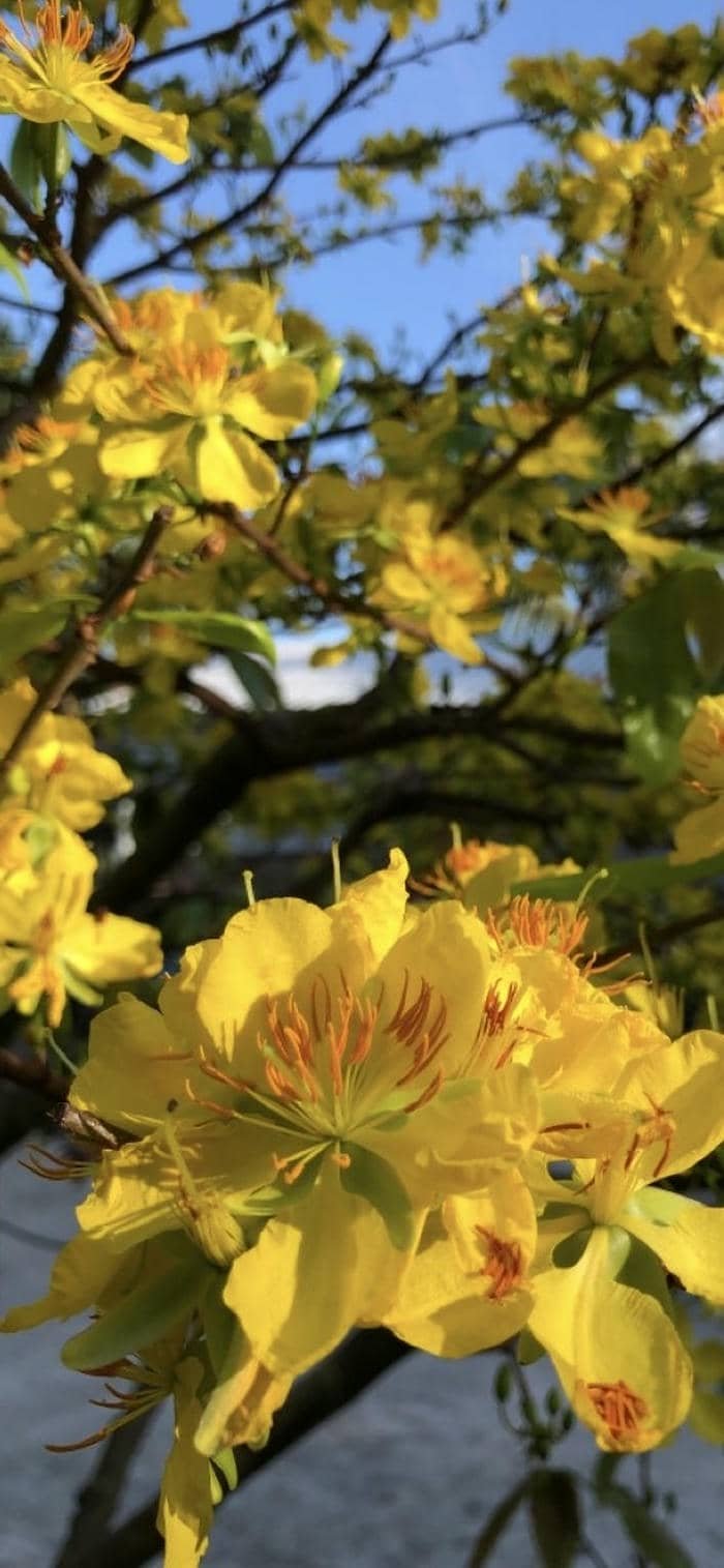ảnh nền điện thoại hoa mai vàng nở rộ