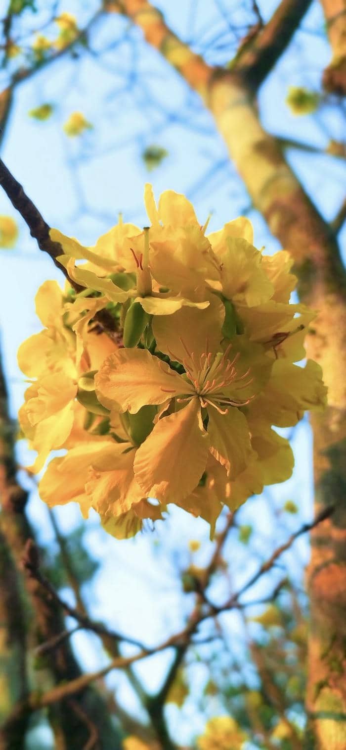 ảnh nền điện thoại hoa mai vàng trang nhã