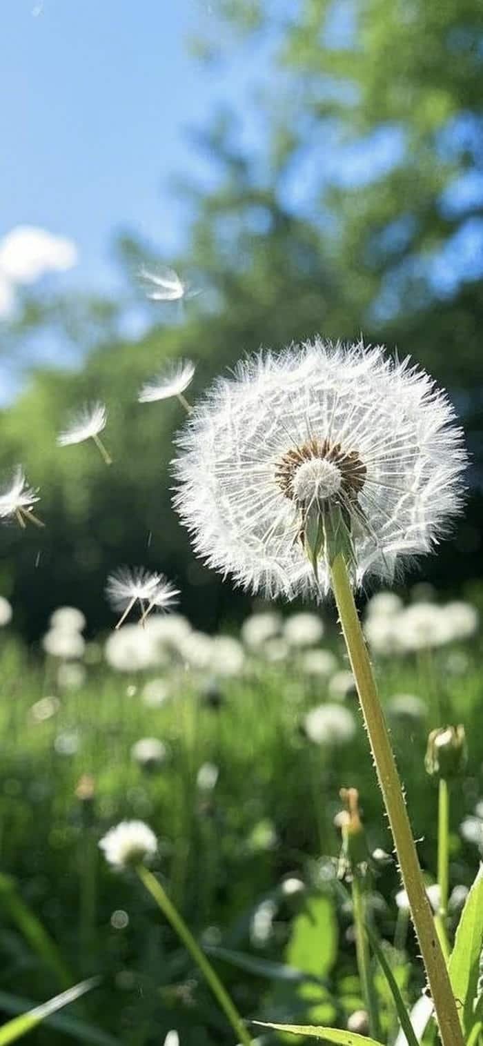 ảnh nền hoa bồ công anh dịu nhẹ