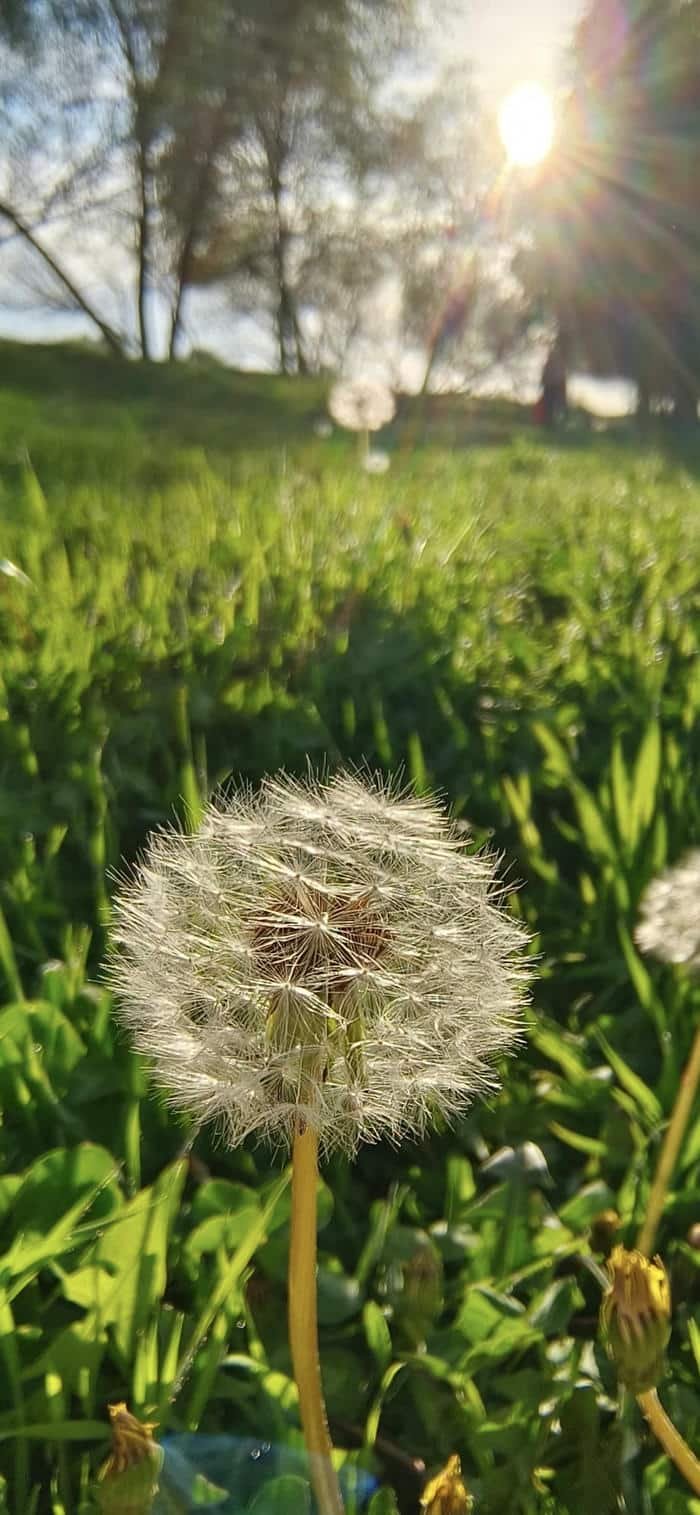 ảnh nền hoa bồ công anh ngoài đồng