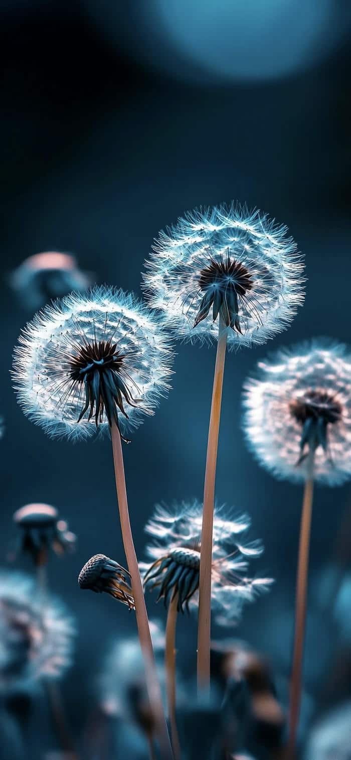 ảnh nền hoa bồ công anh tinh giản