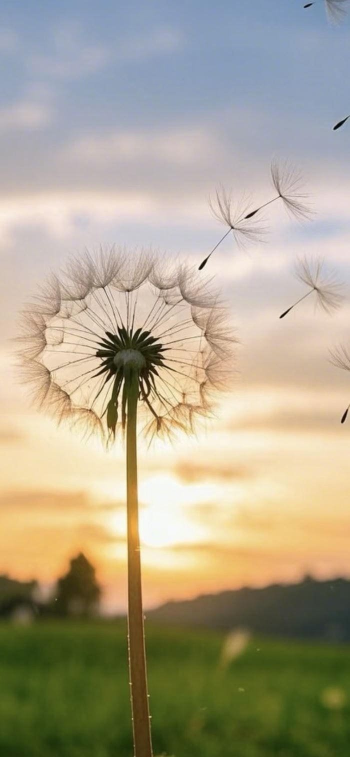 ảnh nền hoa bồ công anh trong nắng