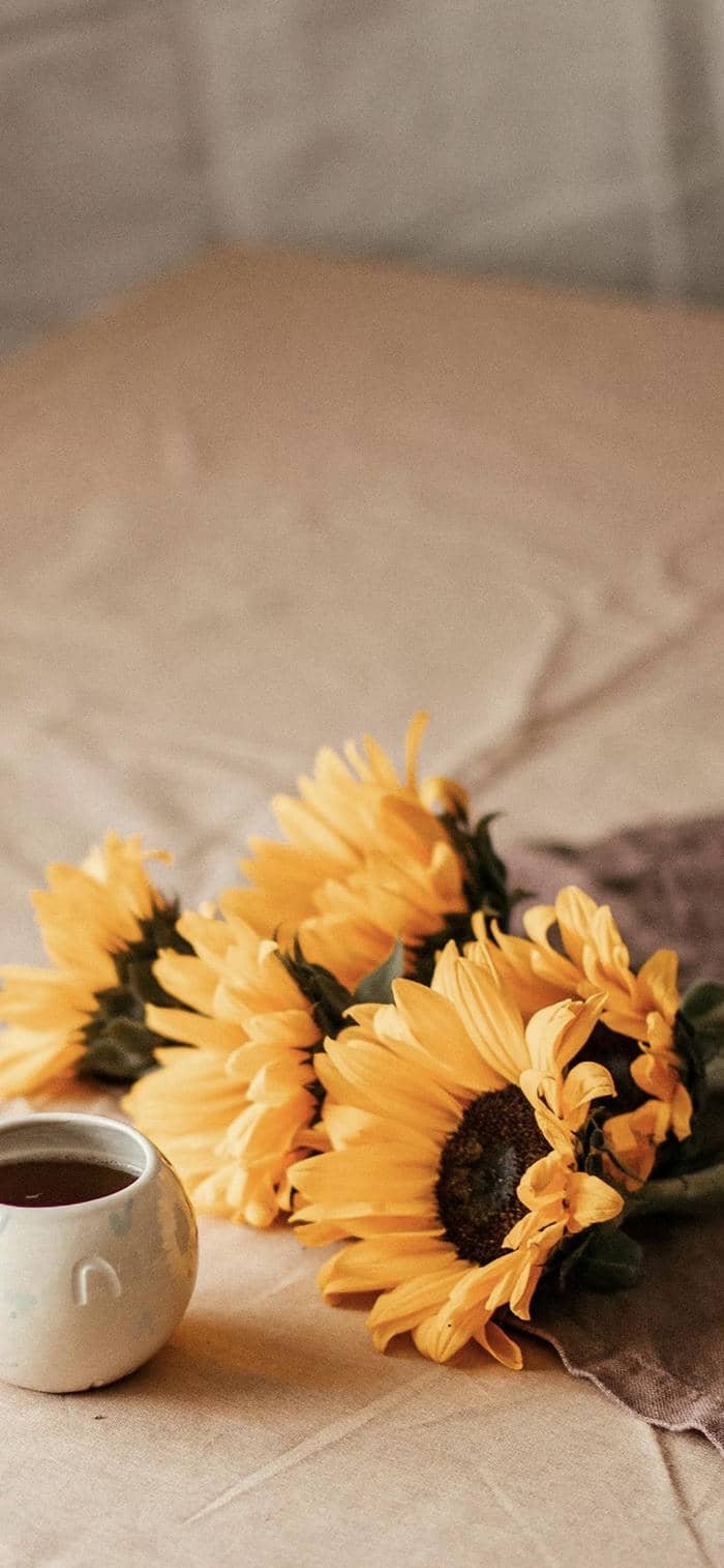 ảnh nền hoa hướng đẹp nhất