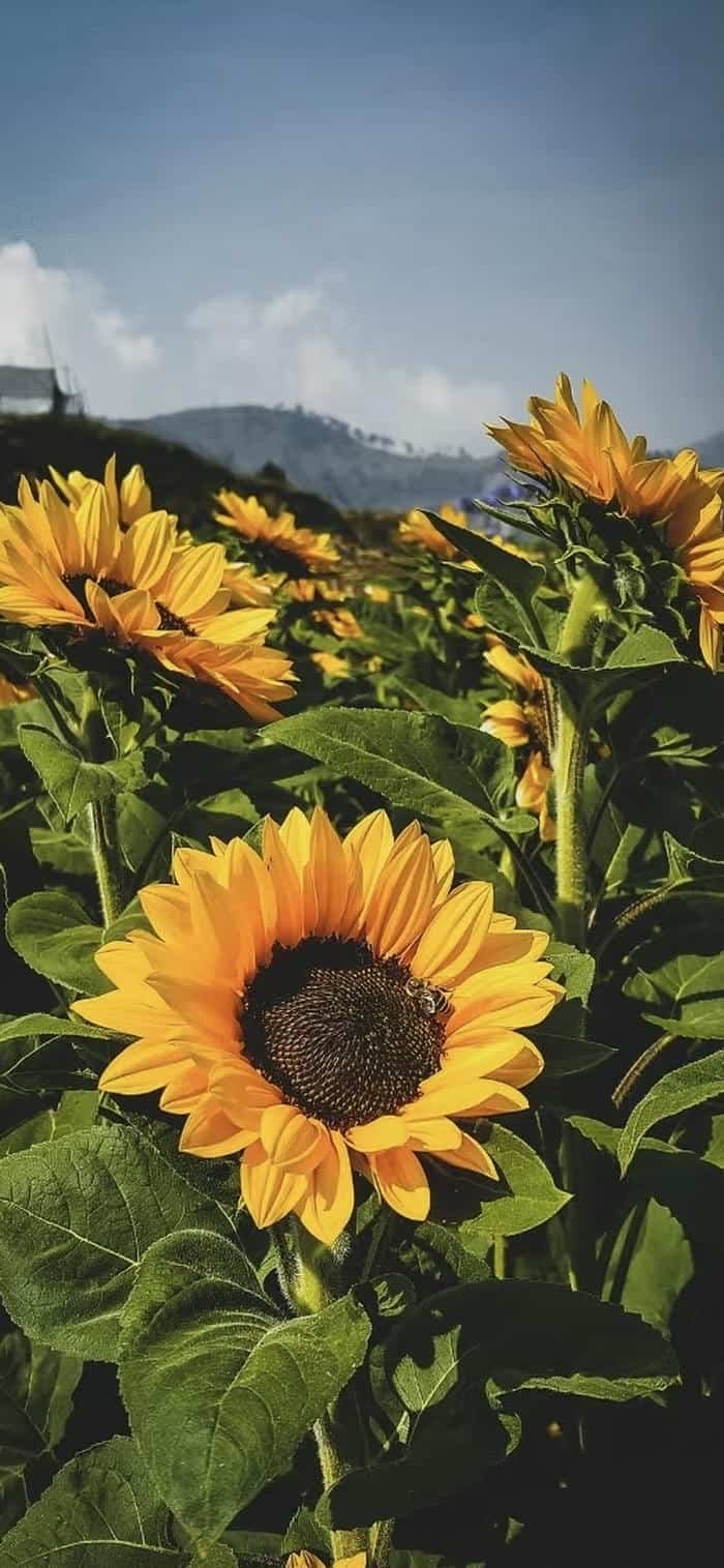 ảnh nền hoa hướng dương aesthetic