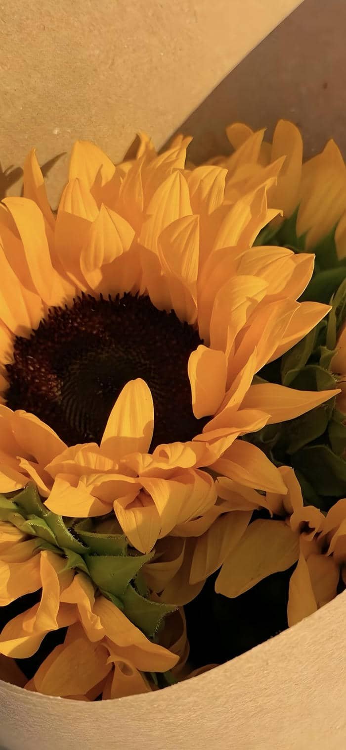 ảnh nền hoa hướng dương buổi chiều