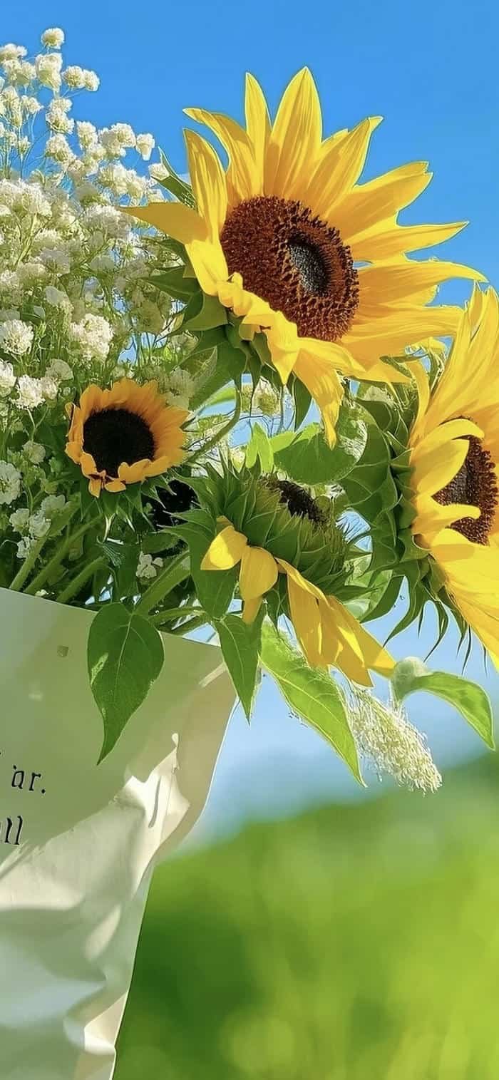 ảnh nền hoa hướng dương thư giãn
