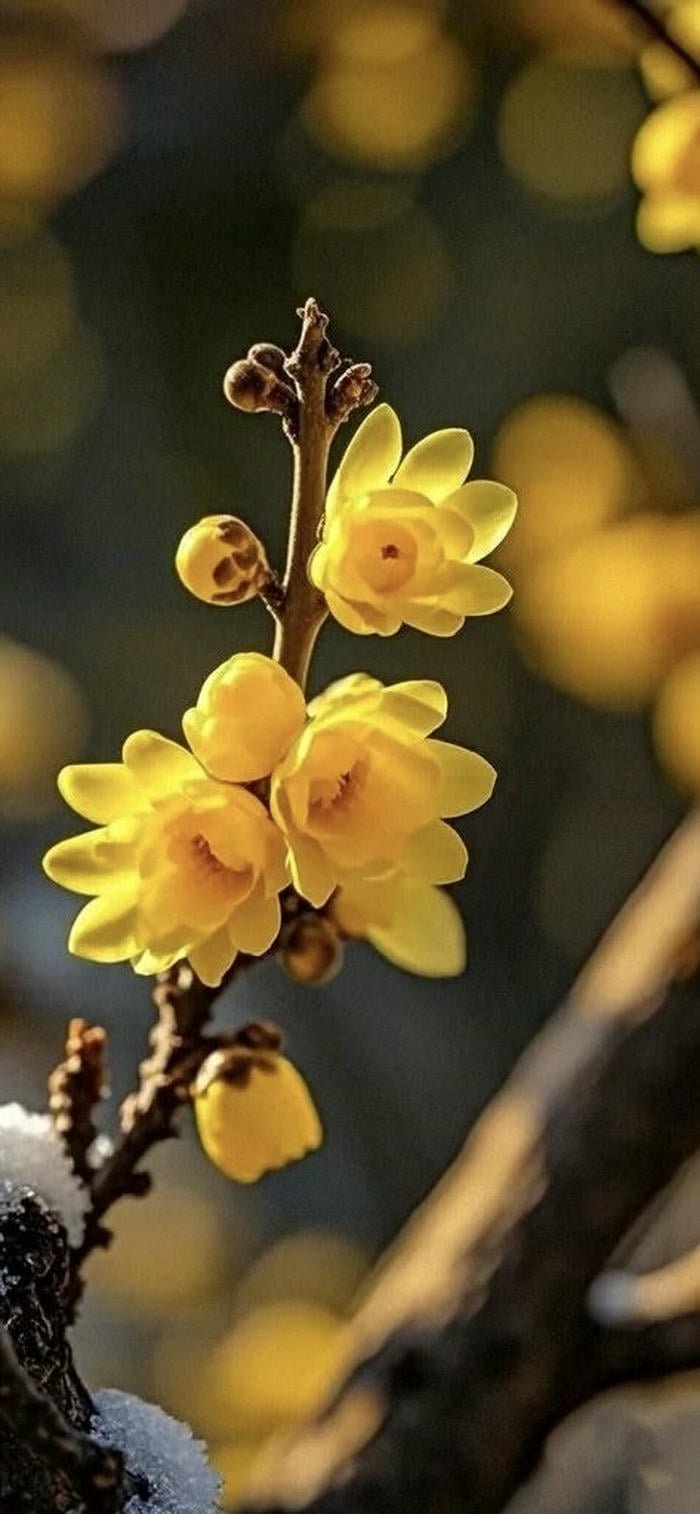 ảnh nền hoa mai vàng chất lượng cao