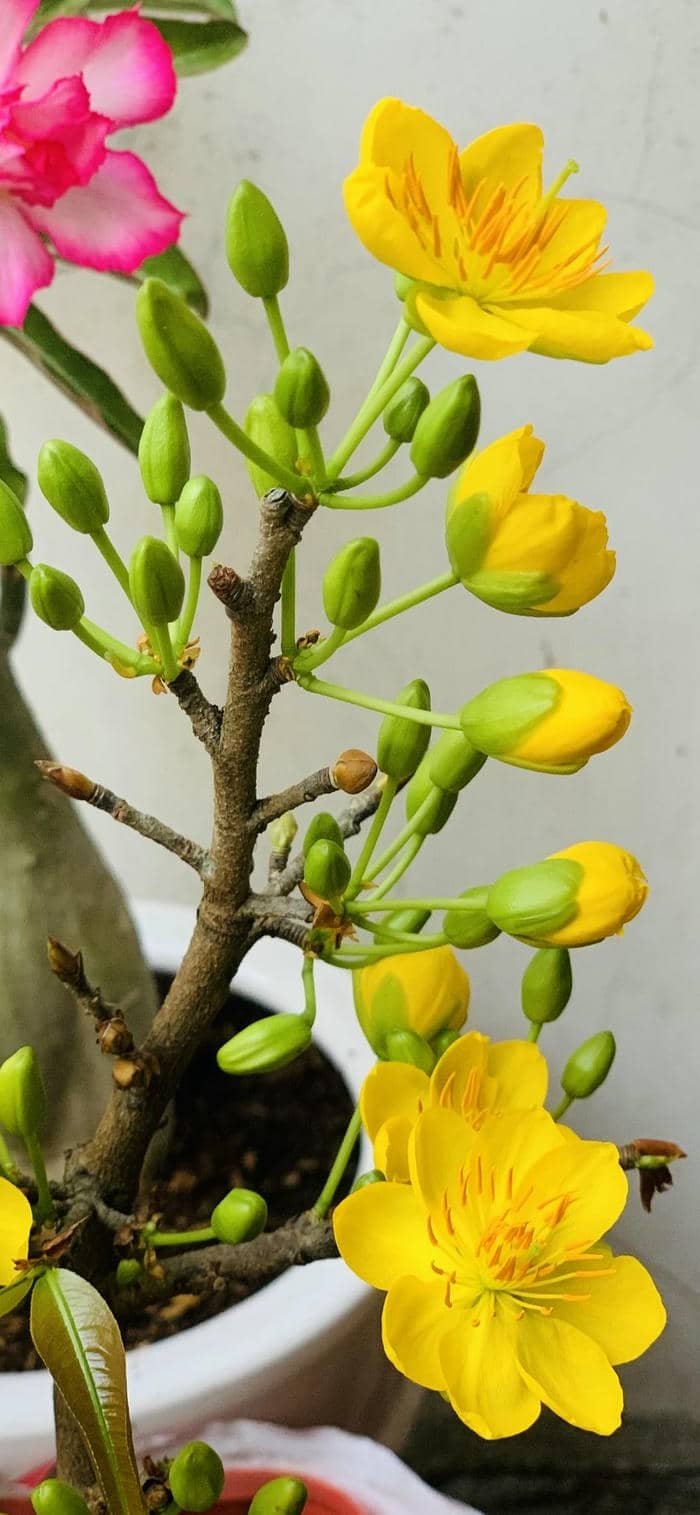 ảnh nền hoa mai vàng sang xuân