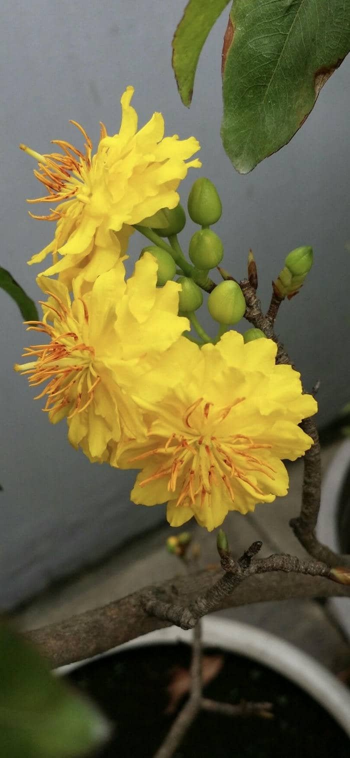 ảnh nền hoa mai vàng tràn sức sống