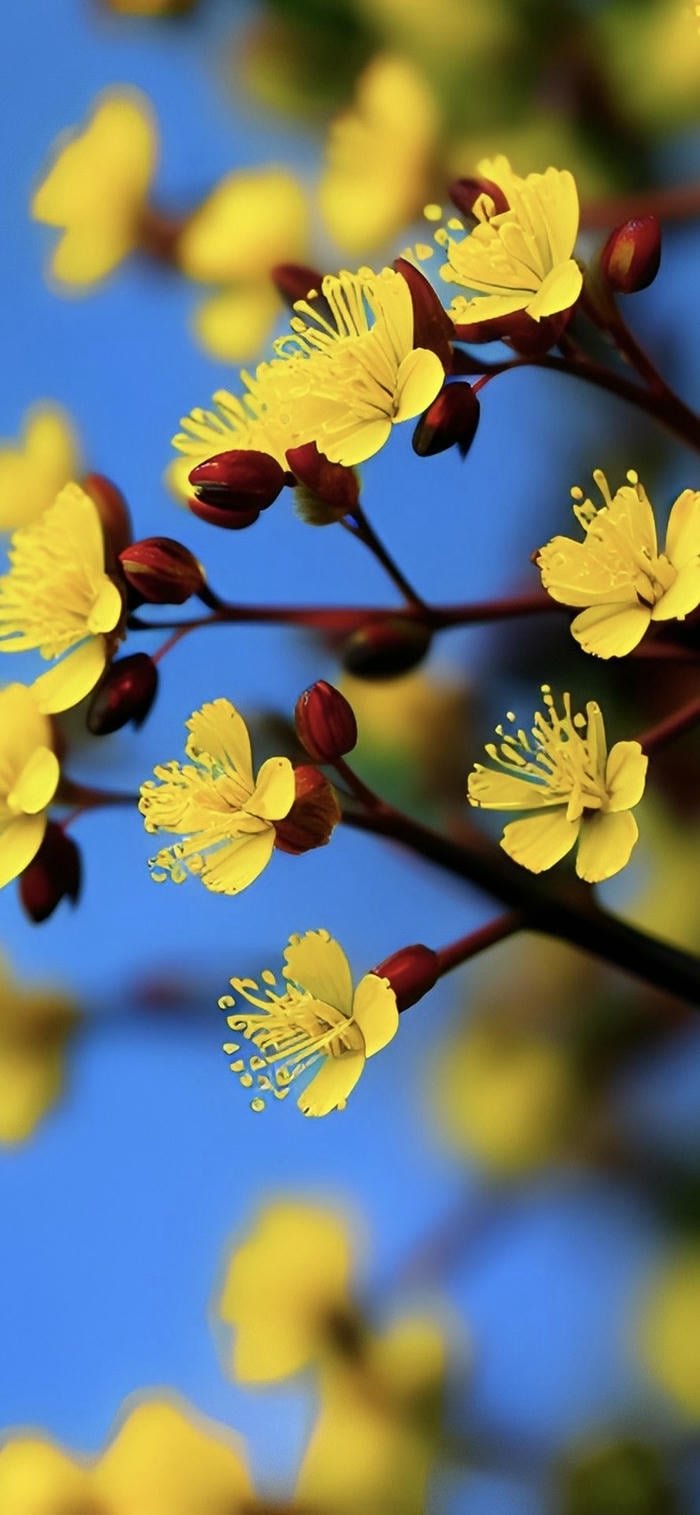 ảnh nền hoa mai vàng tươi sáng