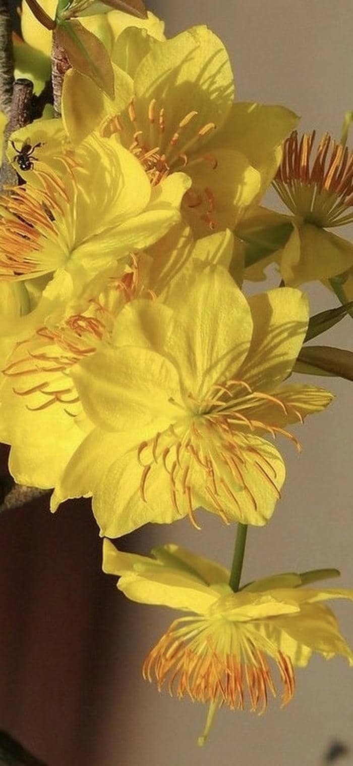 ảnh nền mai vàng đẹp nhất