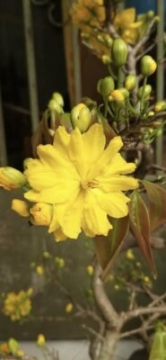 hình ảnh nền hoa mai vàng dịp tết