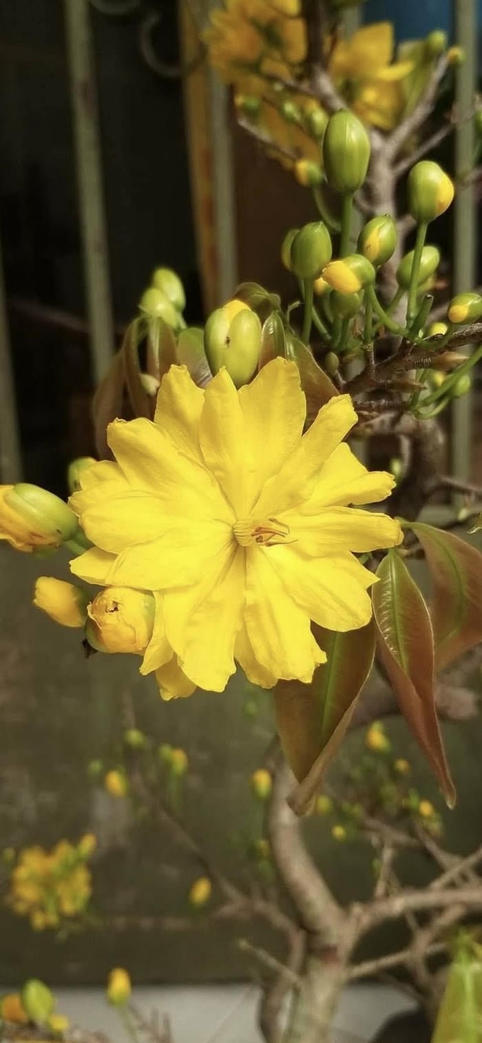 hình ảnh nền hoa mai vàng dịp tết