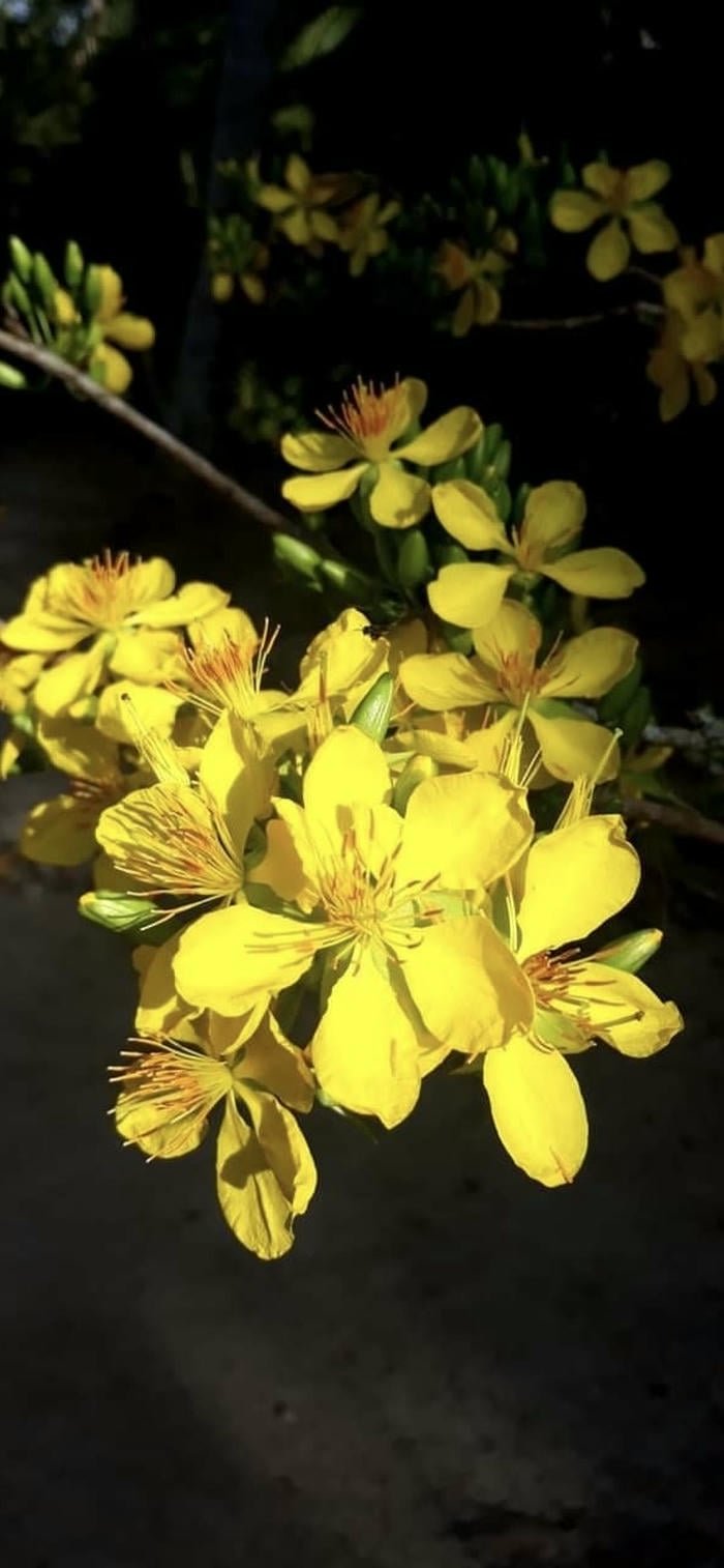 hình ảnh nền hoa mai vàng may mắn