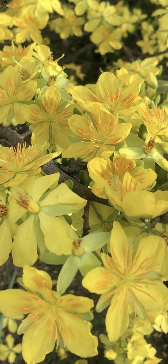 hình ảnh nền hoa mai vàng trên cành