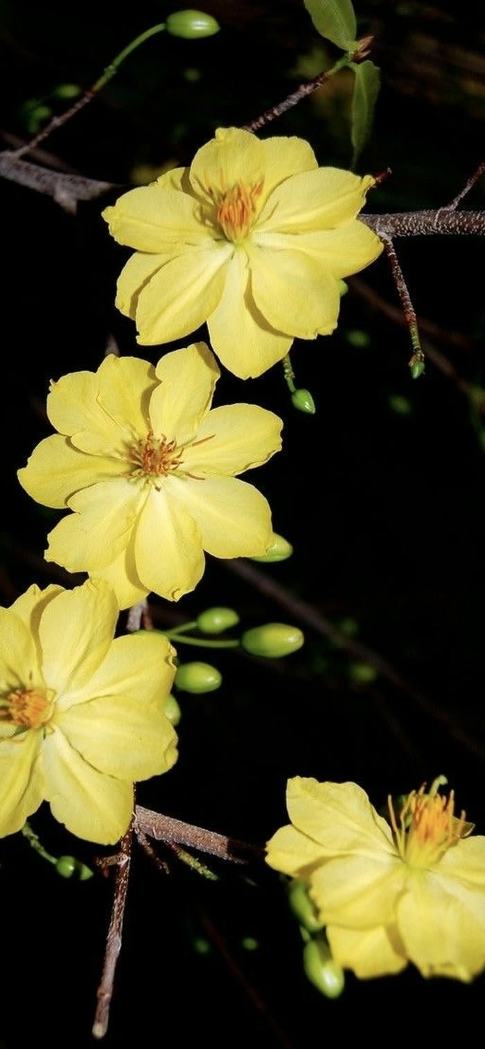 hình hoa mai vàng nền tối