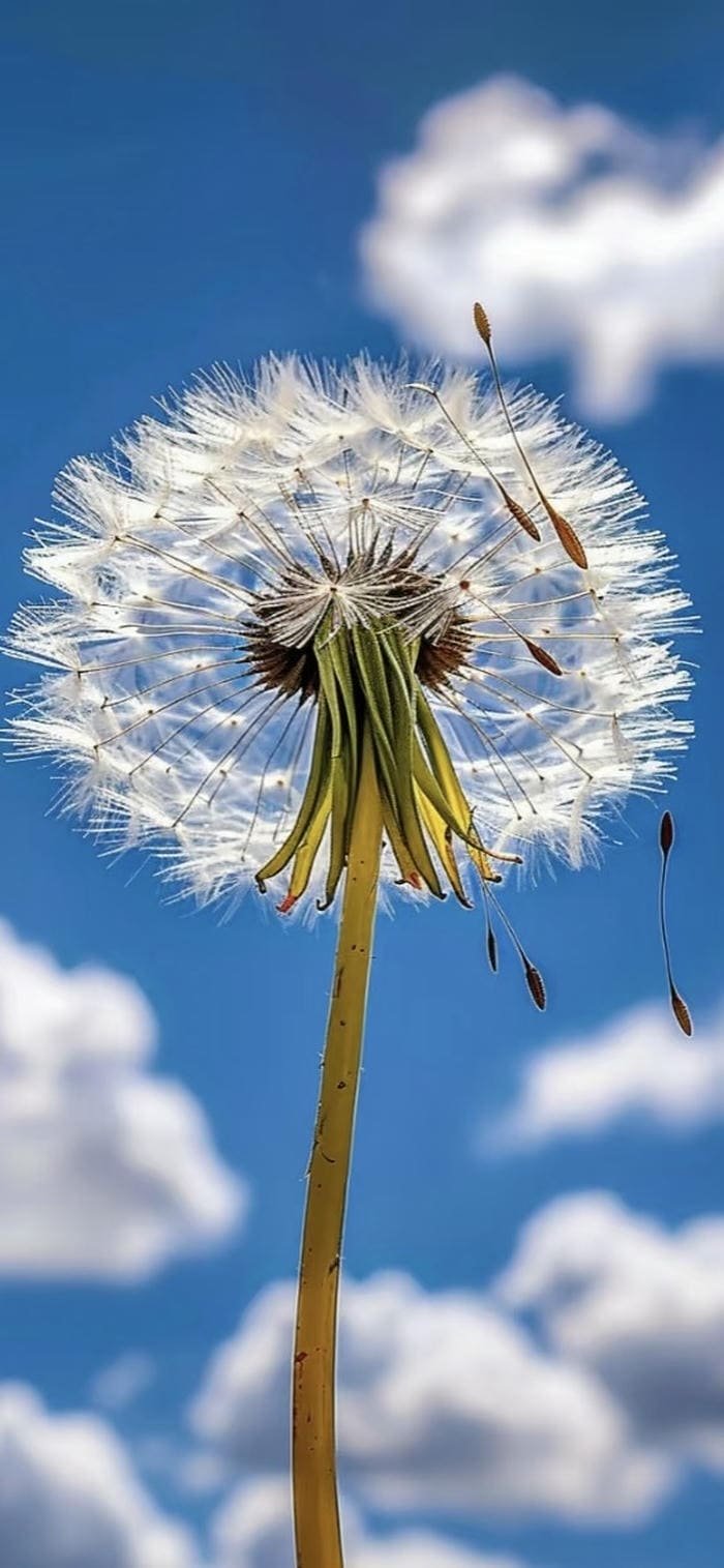 hình nền hoa bồ công anh bay