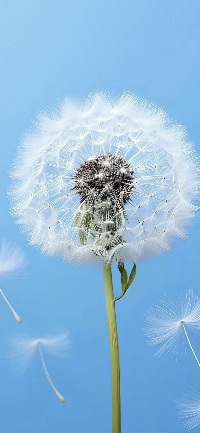 hình nền hoa bồ công anh đẹp nhất