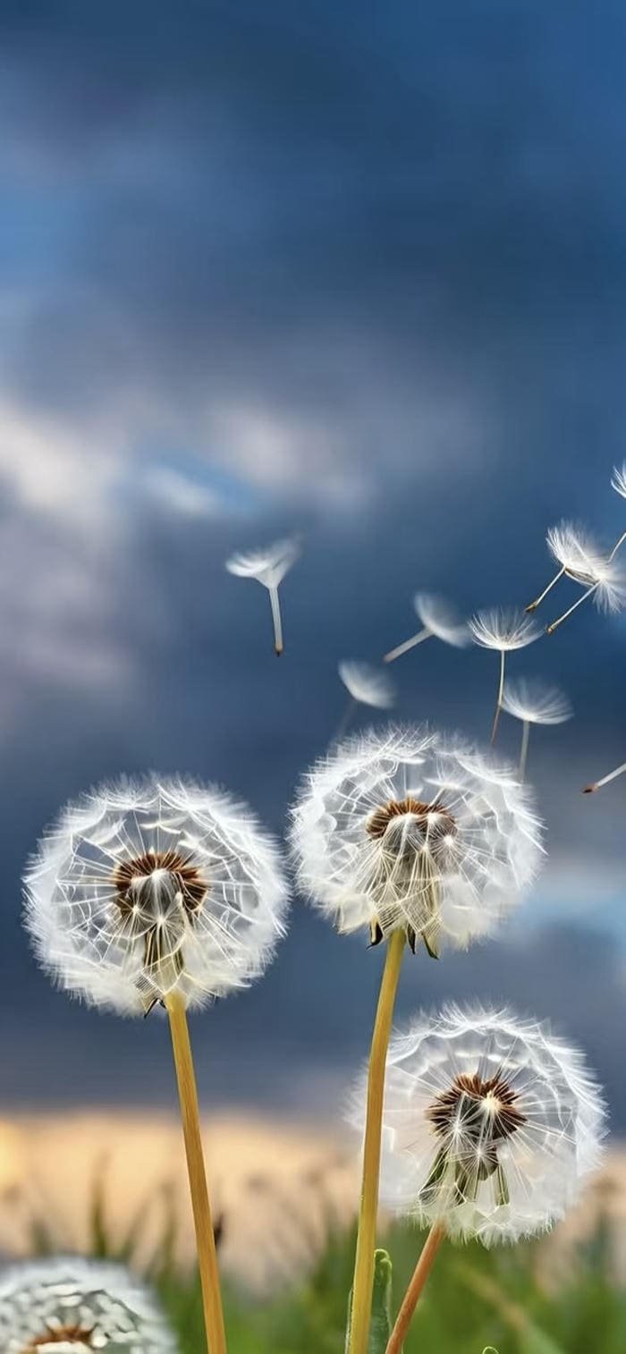 hình nền hoa bồ công anh thiên nhiên