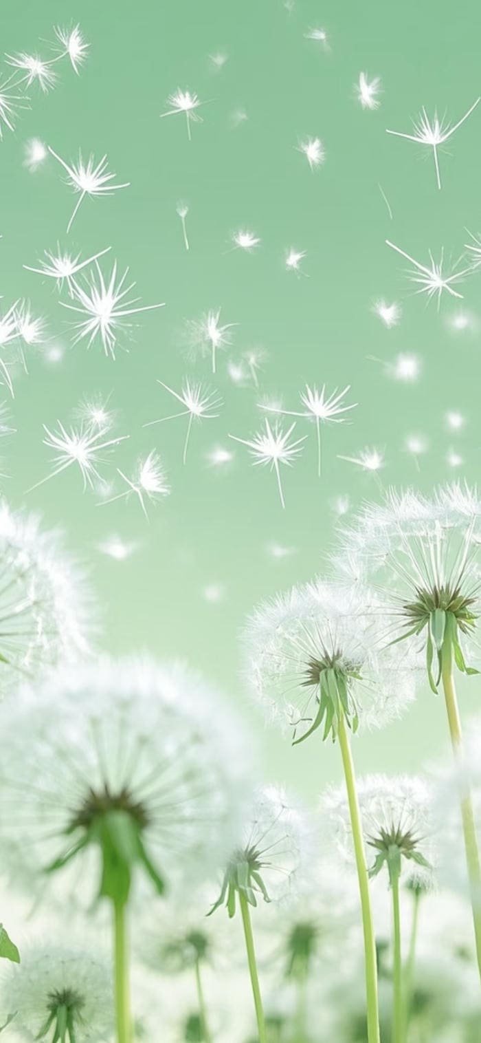 hình nền hoa bồ công anh trắng