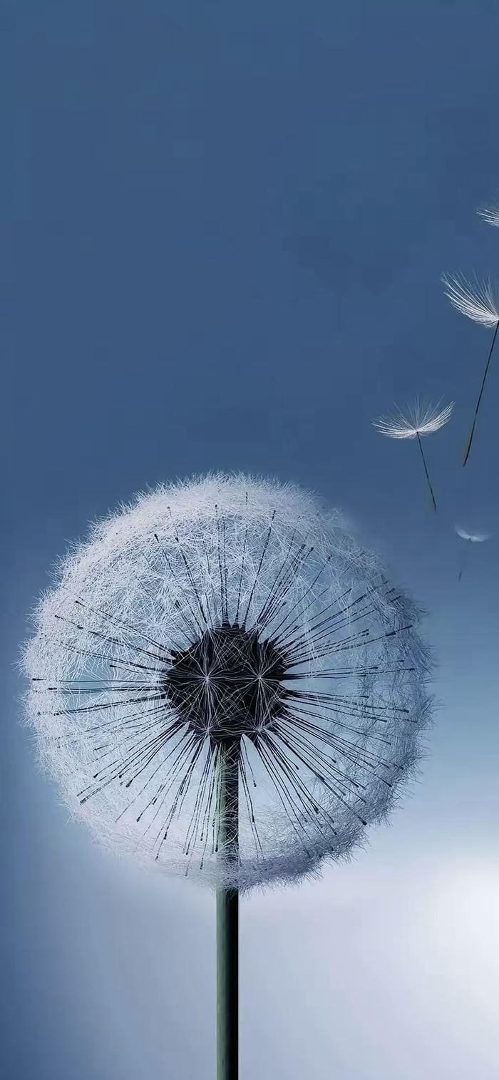 hình nền hoa bồ công anh