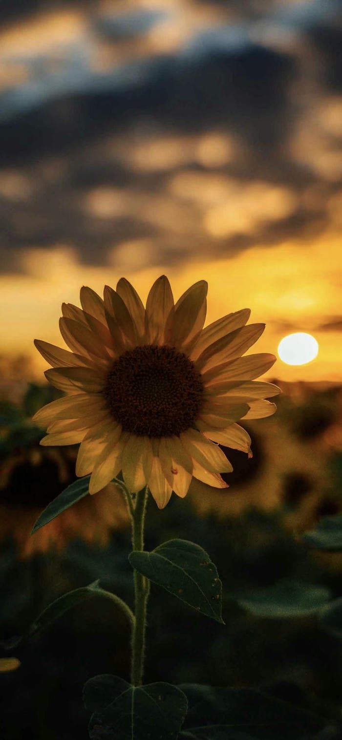 hình nền hoa hướng dương full hd