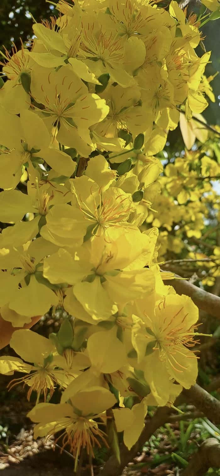 hình nền hoa mai vàng cổ điển