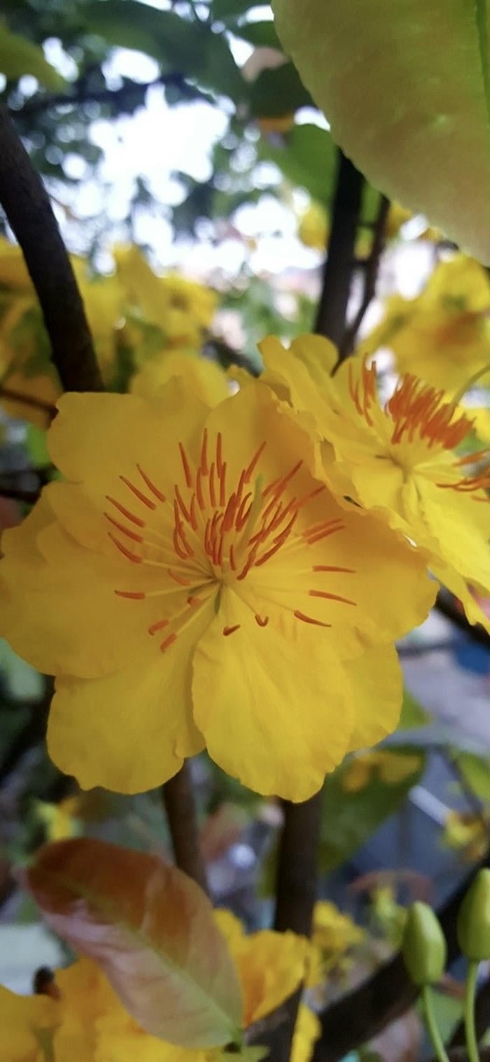 hình nền hoa mai vàng nghệ thuật