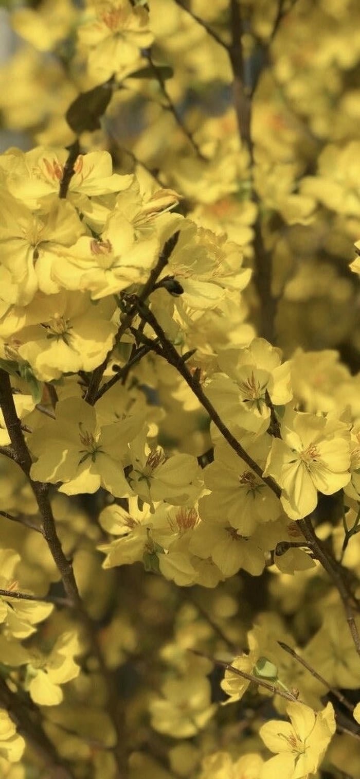 nền điện thoại hoa mai vàng ánh nắng