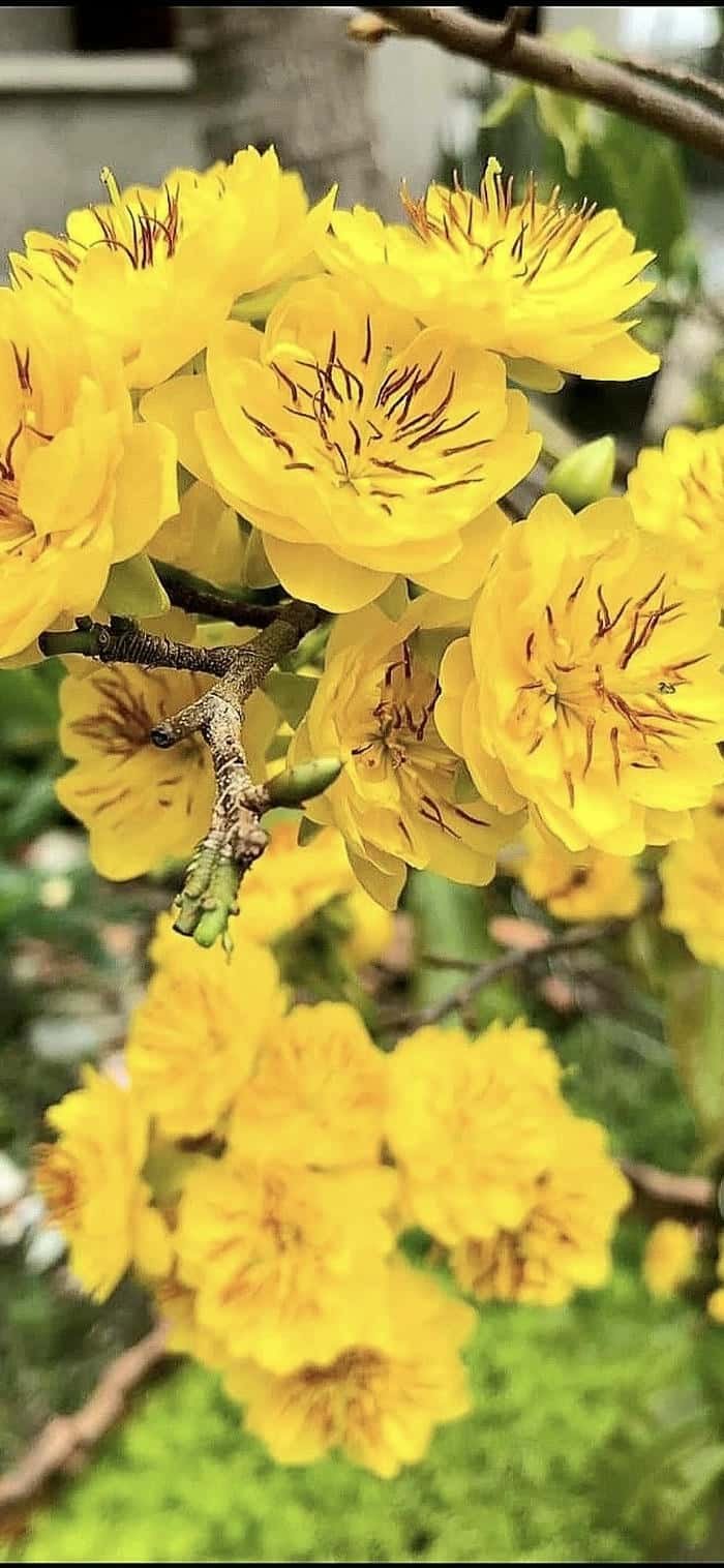 nền điện thoại hoa mai vàng dịu nhẹ