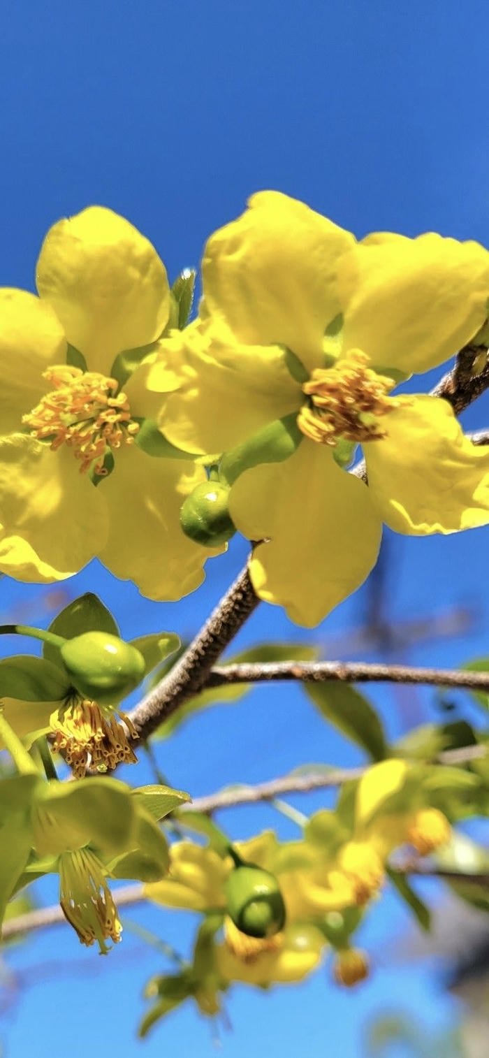 nền điện thoại hoa mai vàng ngoài trời