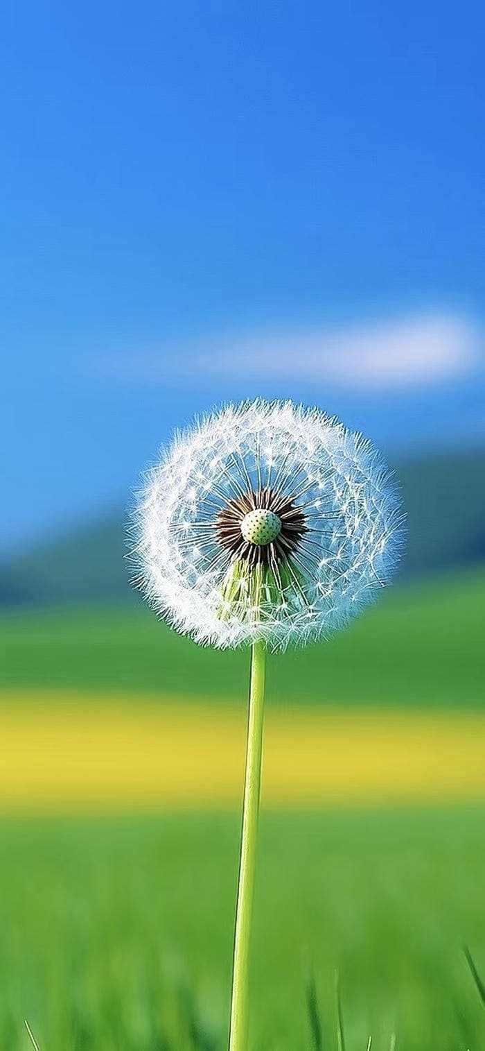 nền hoa bồ công anh ngoài trời