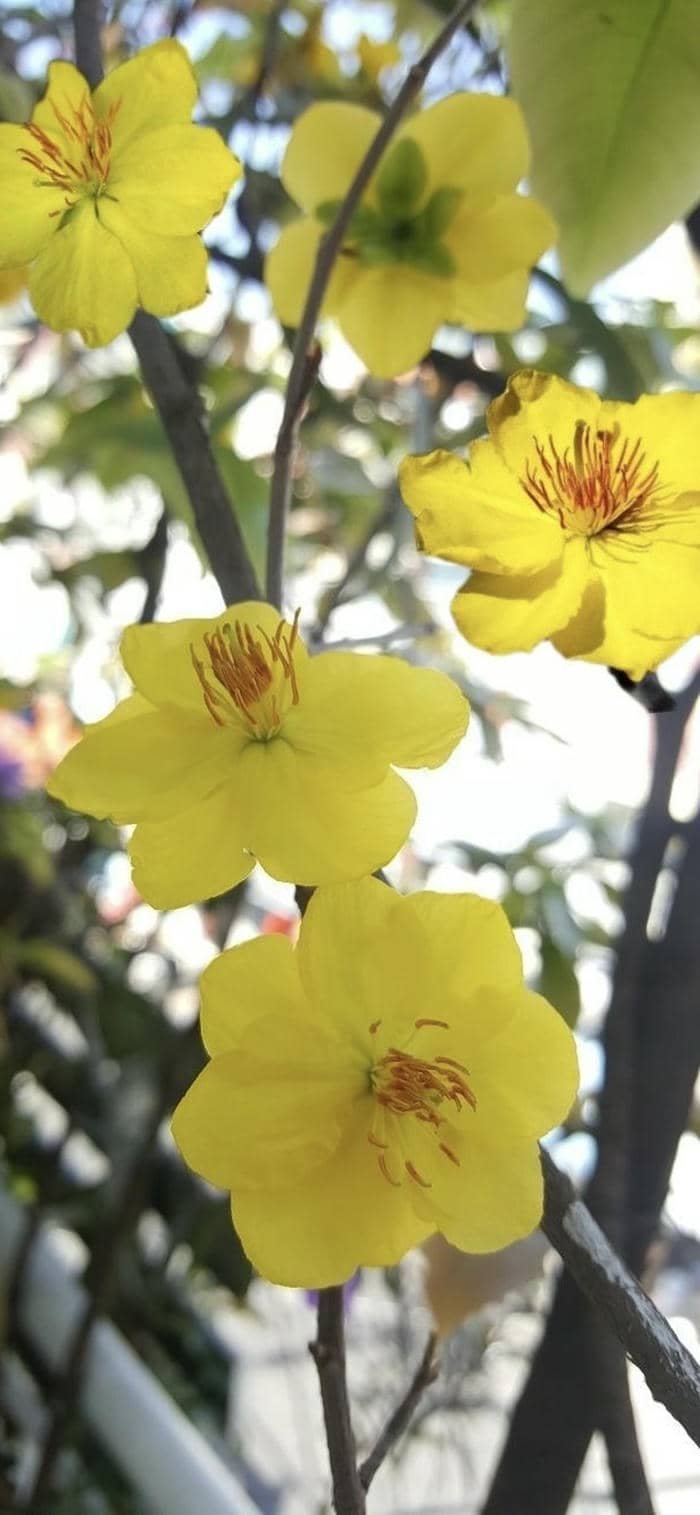 nền hoa mai vàng điện thoại