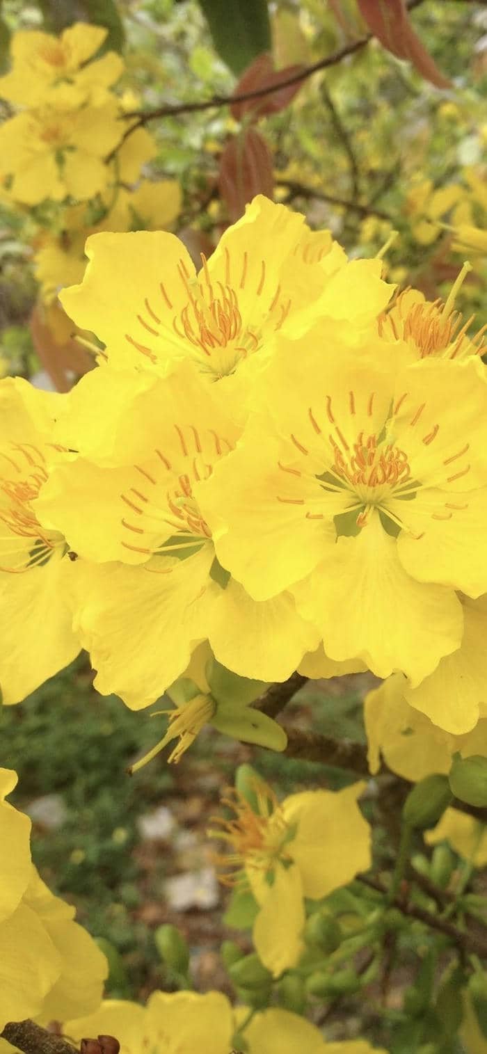 nền hoa mai vàng đón mùa xuân